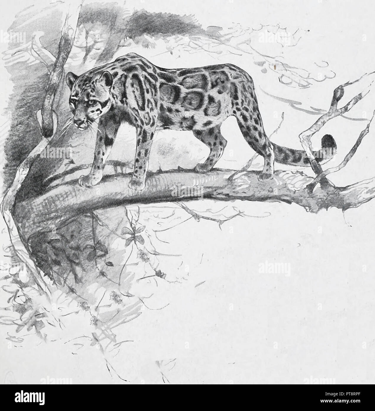Clouded leopard tree hi-res stock photography and images - Alamy
