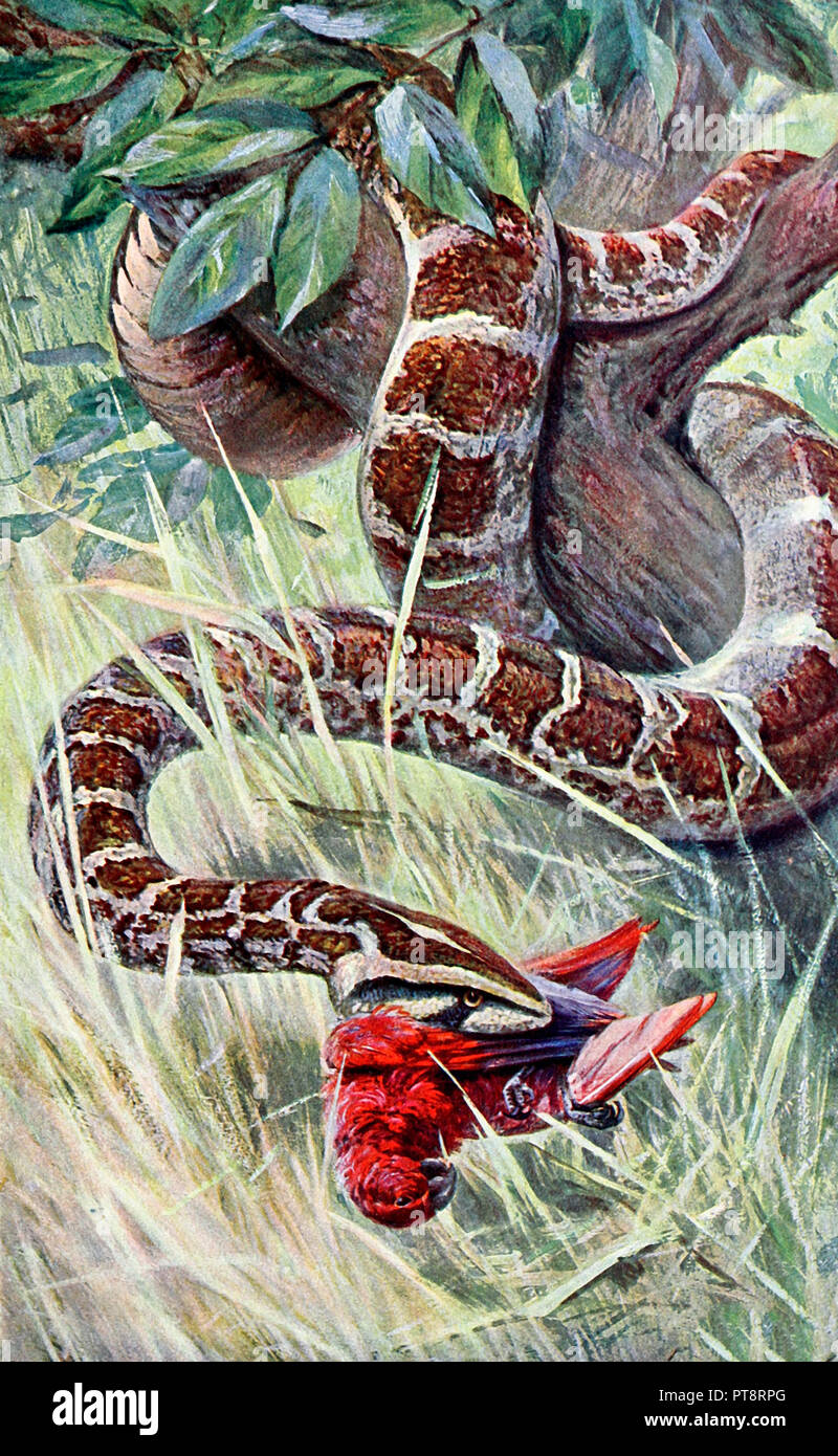 Indian Python Eating a bird Stock Photo - Alamy