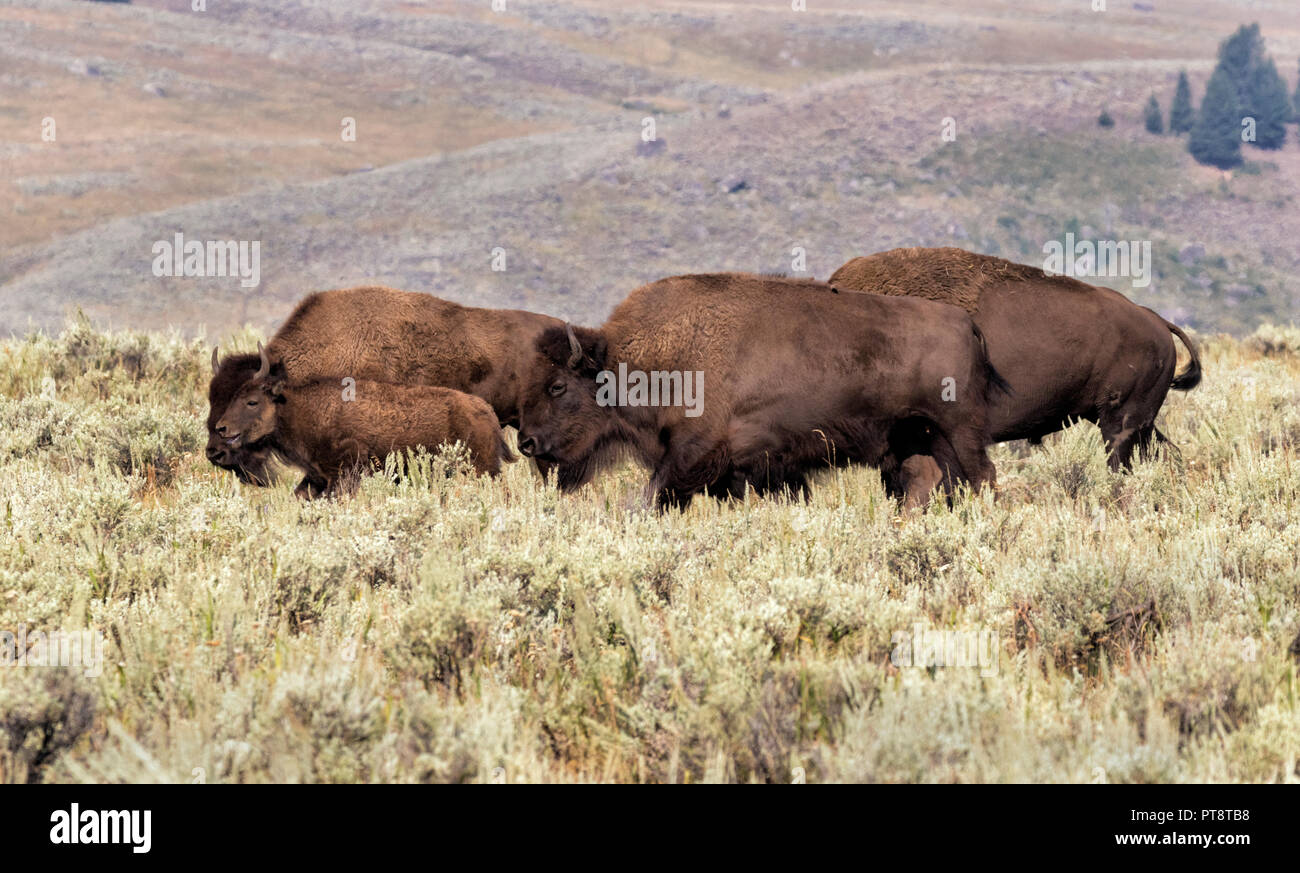 Herd of American buffalo at Lamar Valley, Yellowstone national park, WY, USA Stock Photo