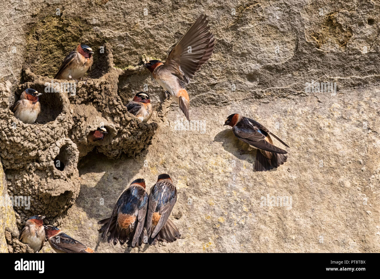 Swallows Nest Law At Dylan Trouton Blog