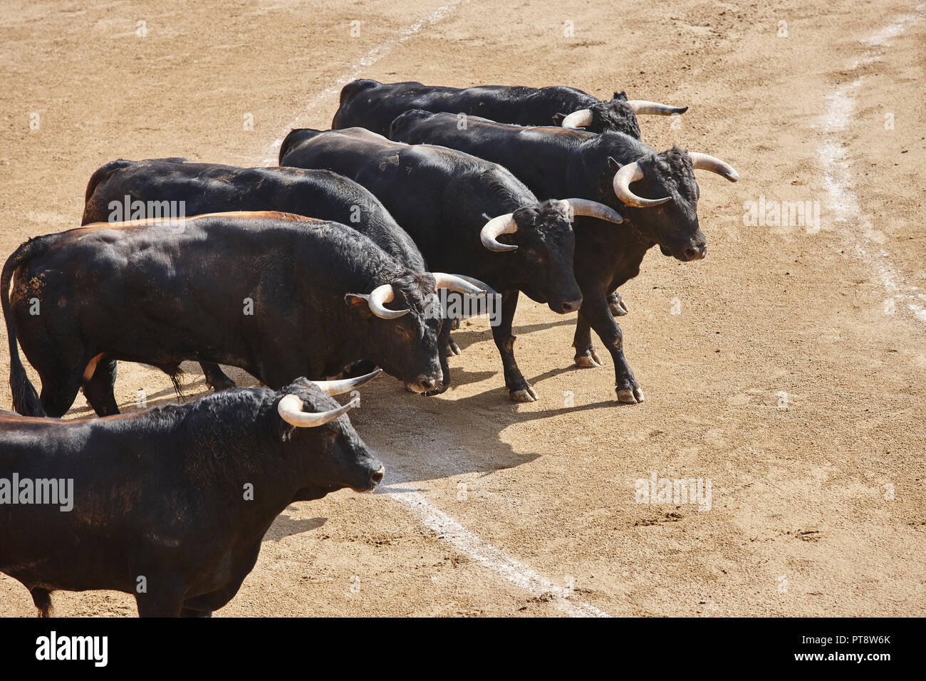 Fighting bulls in the arena. Bullring. Toro bravo. Spain. Horizontal ...