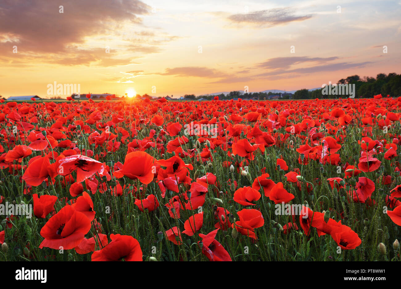 Poppies on summer meadow hi-res stock photography and images - Alamy
