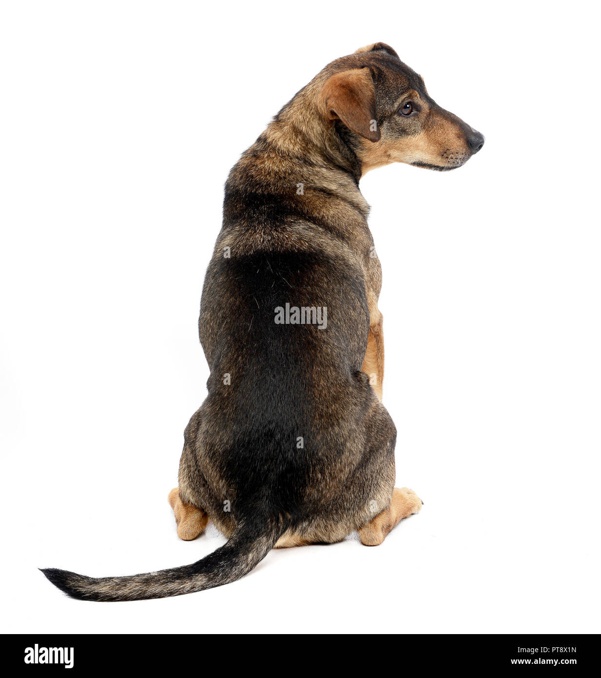 Studio shot of an adorable mixed breed dog sitting on white background ...