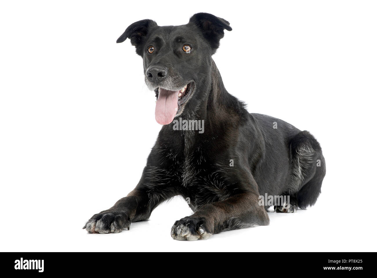 Studio shot of an adorable mixed breed dog lying on white background ...