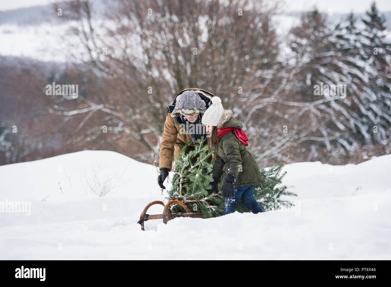 Grandfather and small girl getting a Christmas tree in forest Stock
