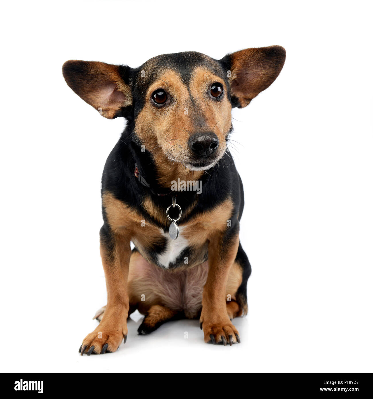 Studio shot of an adorable mixed breed dog sitting on white background ...