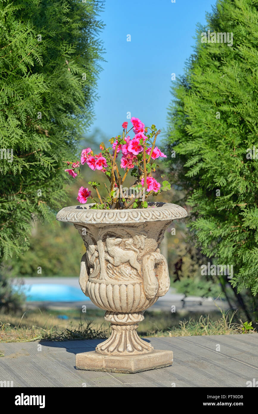 Red geranium flowers in elegant ceramic pot Stock Photo