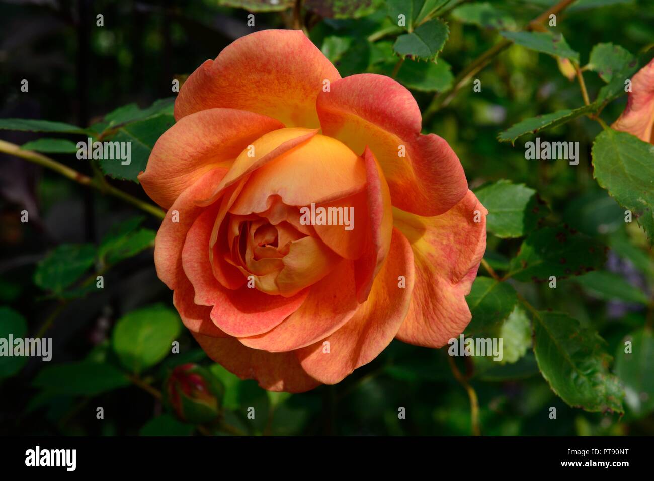 Scented climbing flower hires stock photography and images Alamy