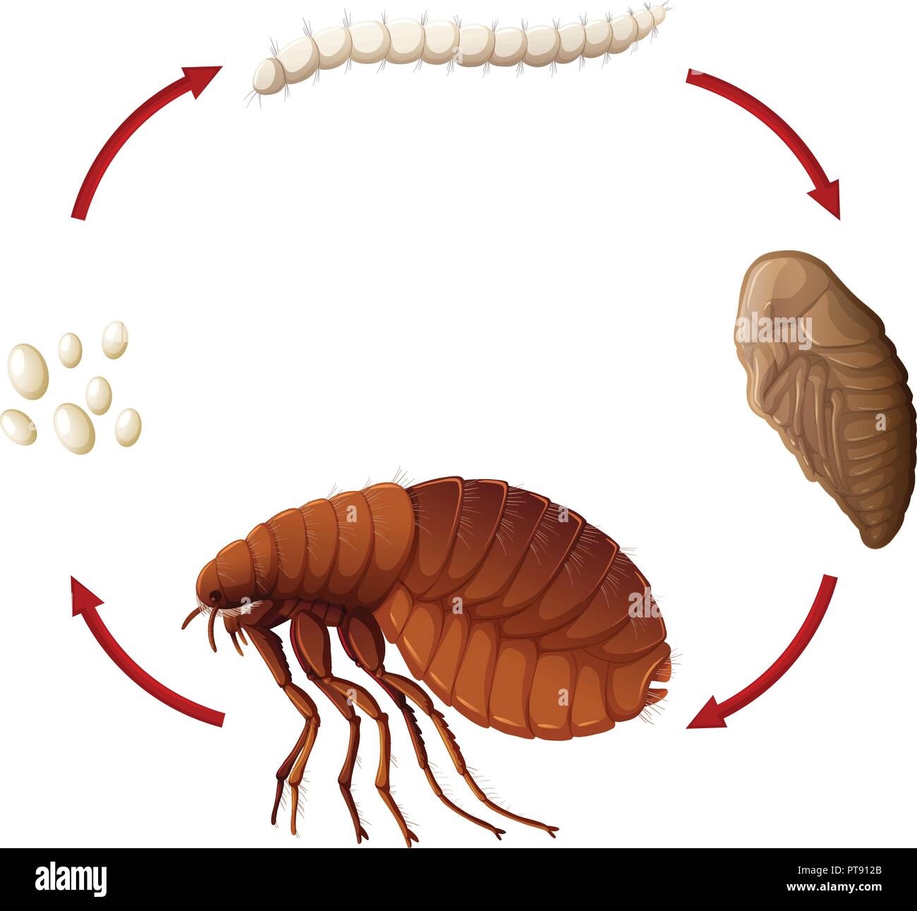 Insect Life Cycle Stock Vector Images - Alamy diagram of real life cycle of an ant 