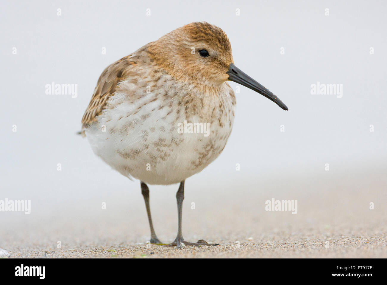 Dunlin (Calidris alpina), first winter individual standing on the shore Stock Photo