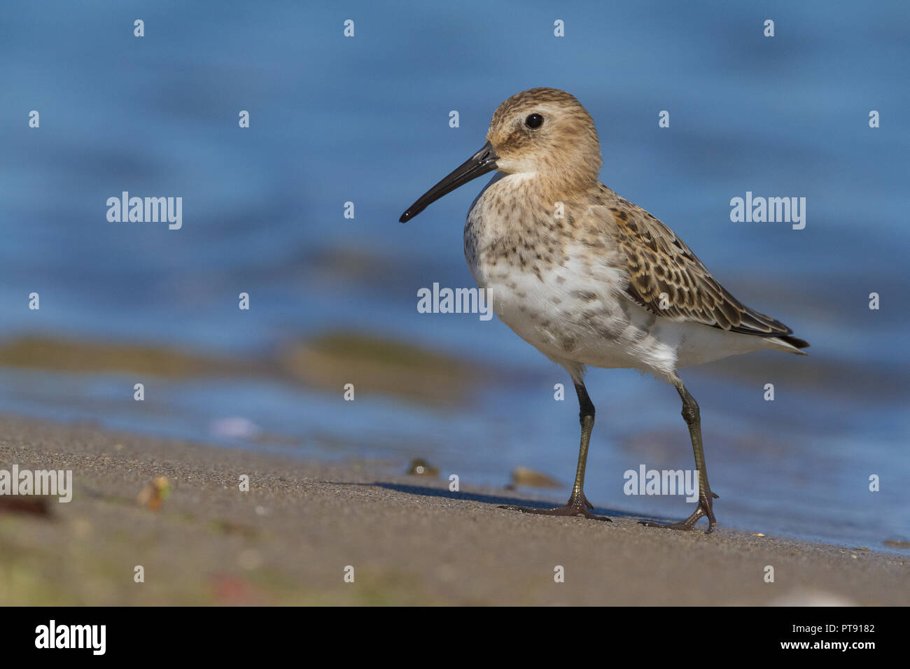 Dunlin (Calidris alpina), first winter individual standing on the shore Stock Photo