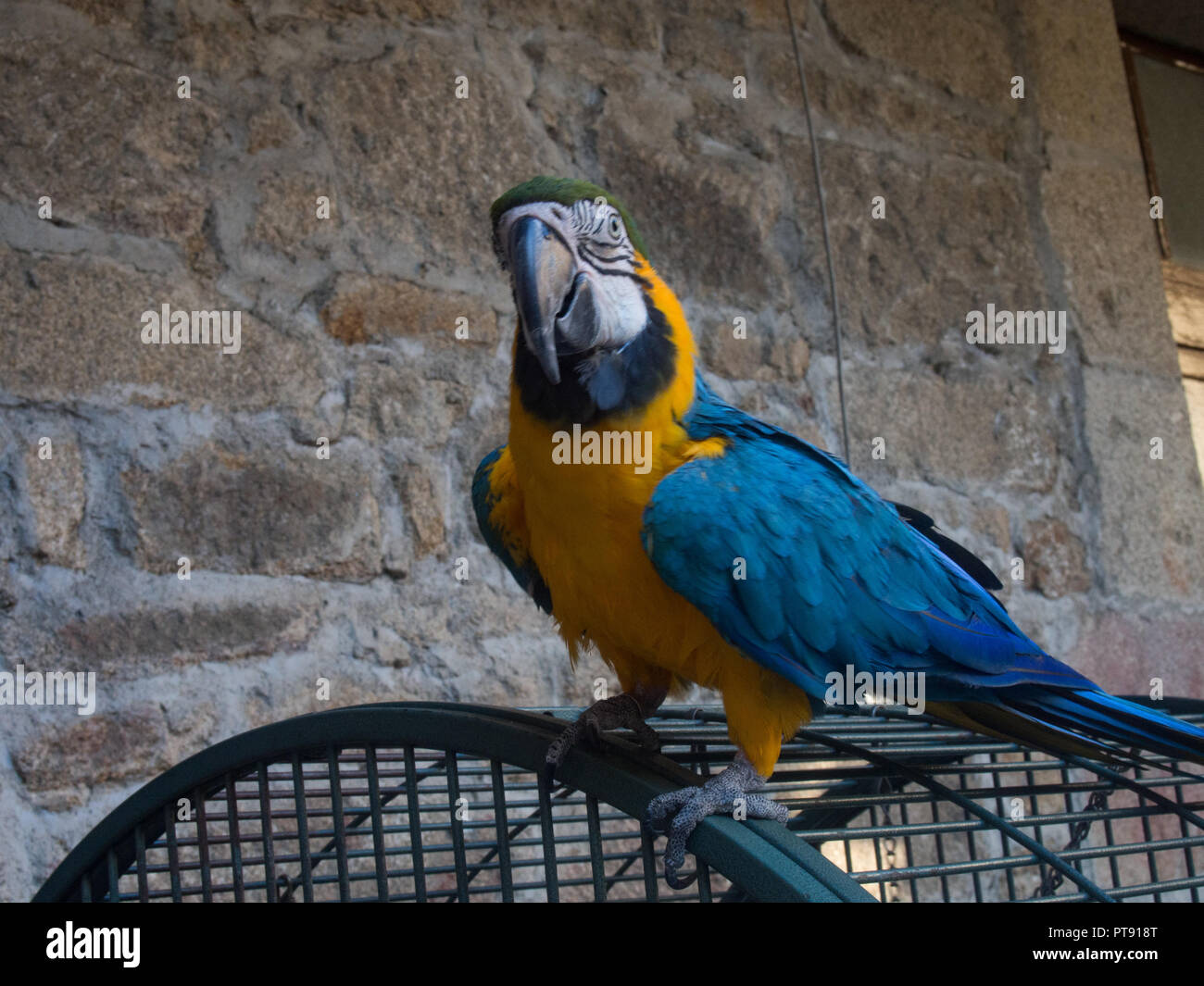 Image showcasing Parrot macaw in its cage Stock Photo - Alamy