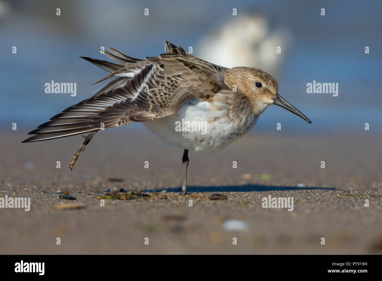Dunlin (Calidris alpina), first winter individual stretching its wing onthe shore Stock Photo