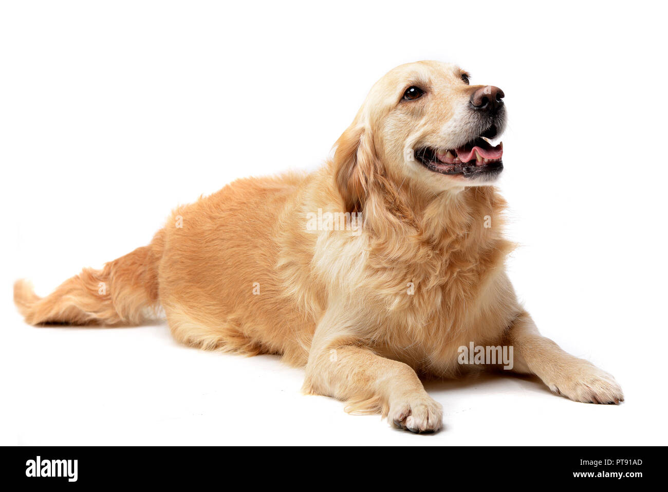 Studio shot of an adorable mixed breed dog lying on white background ...