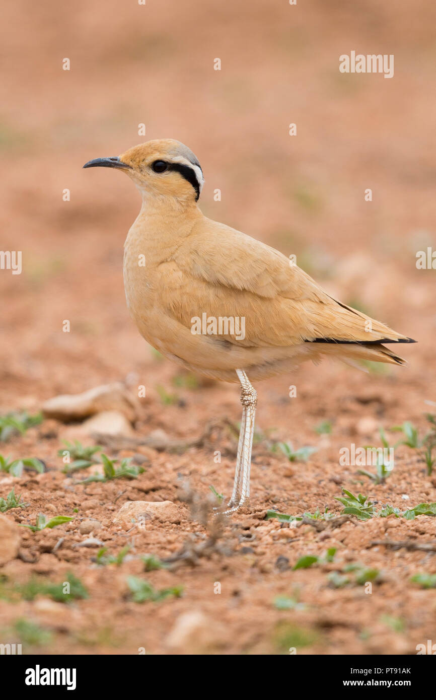 Cream-colored Courser (Cursorius cursor), side view of an adult standing on the ground in its typical habitat in Morocco Stock Photo