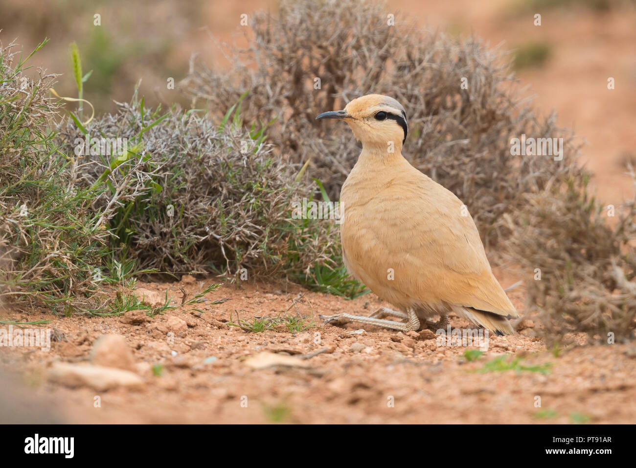 Cream-colored Courser (Cursorius cursor), side view of an adult crouched on the ground in its typical habitat in Morocco Stock Photo