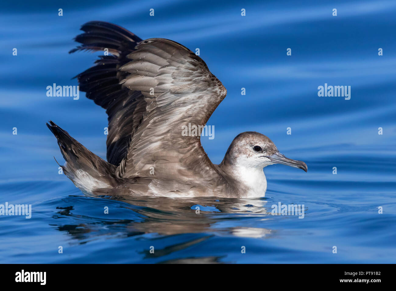 Persian Shearwater (Puffinus persicus), side view of an adult spreading its wings Stock Photo