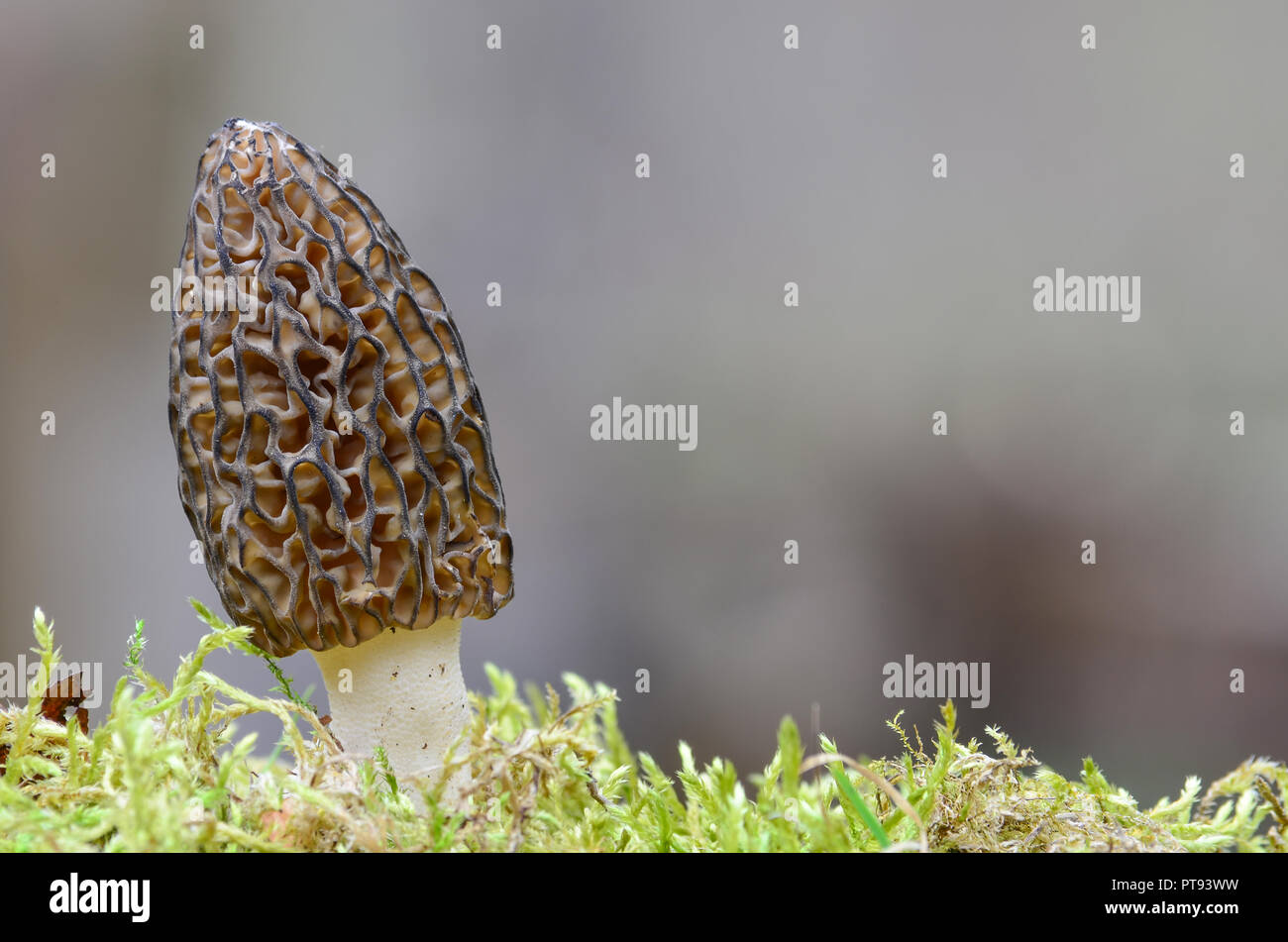 Morchella Conica or Black Morel Mushroom in a moss, against gray bokeh background Stock Photo