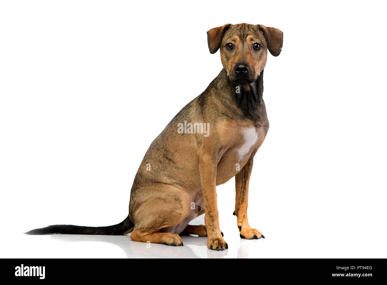Studio shot of an adorable mixed breed dog sitting on white background ...