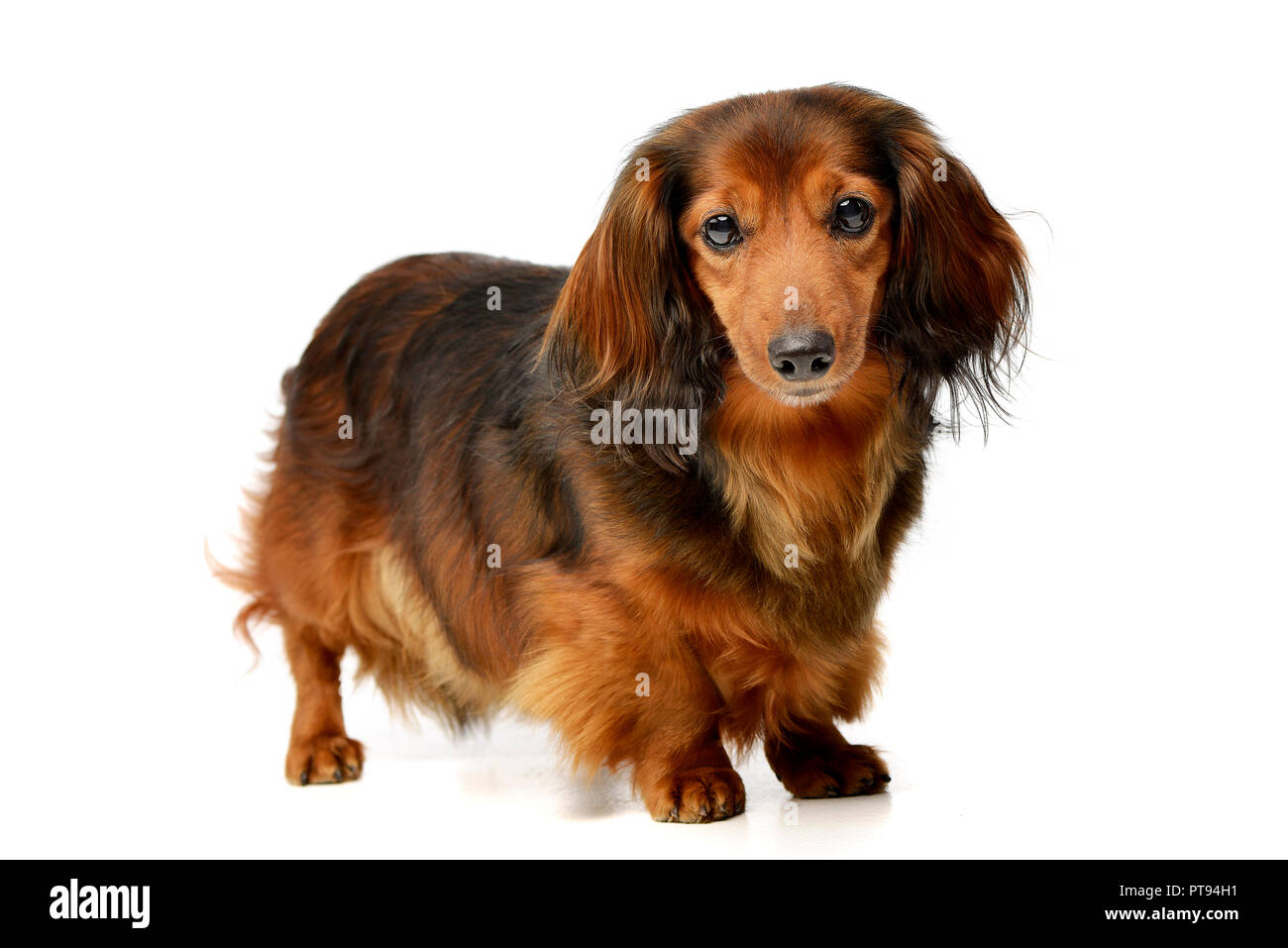 Studio shot of an adorable longhaired Dachshund standing on white background. Stock Photo