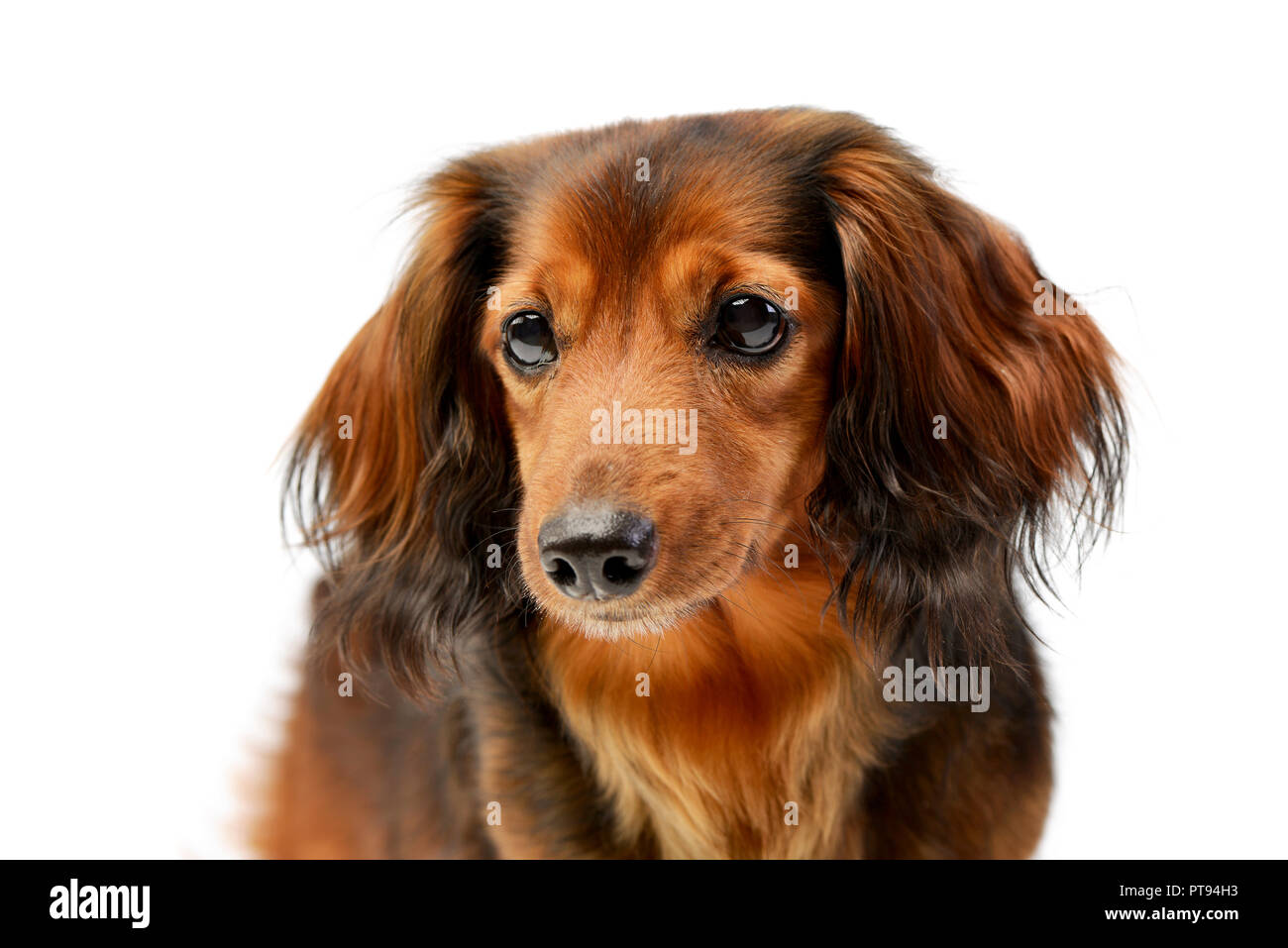 Portrait of an adorable longhaired Dachshund, studio shot, isolated on white. Stock Photo