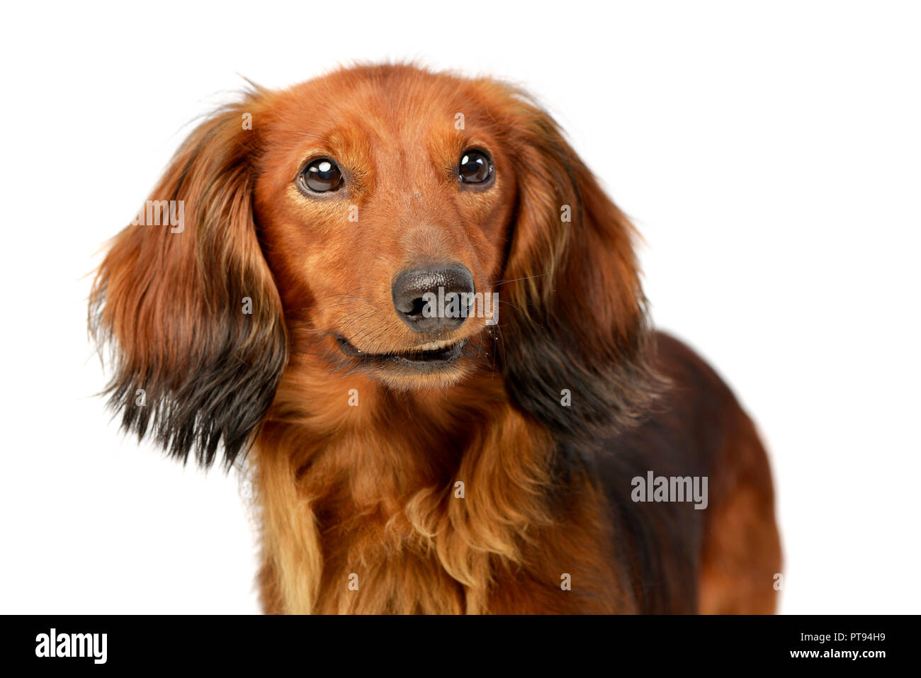 Portrait of an adorable longhaired Dachshund, studio shot, isolated on white. Stock Photo