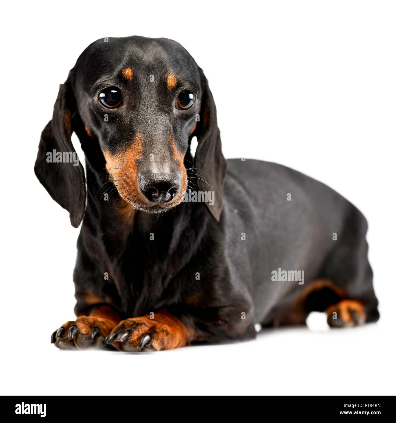 Long Hair Dog Coloured Background Cut Out Stock Images Pictures