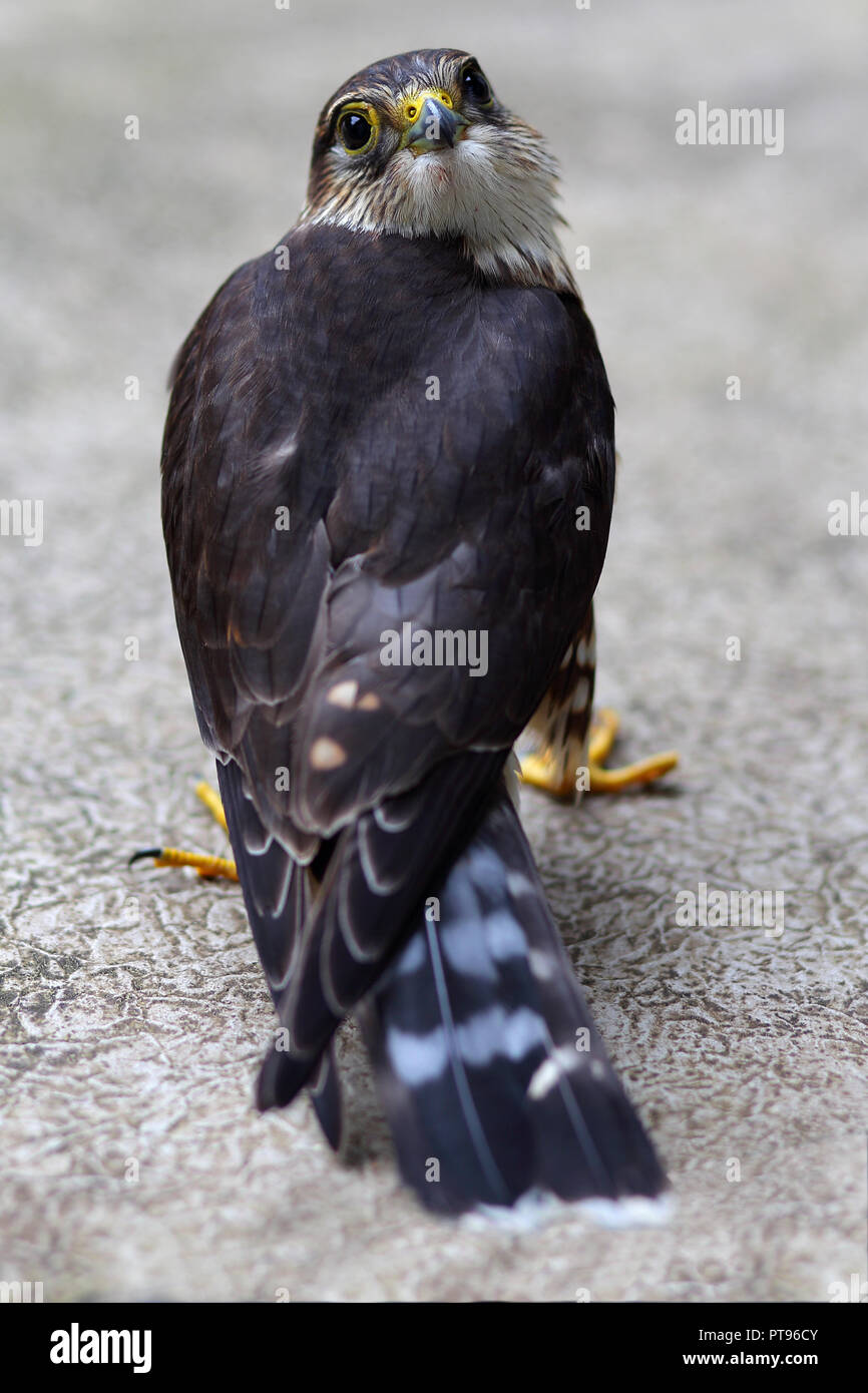 Full grown, male peregrine falcon (Falco peregrinus). Photo taken in Kingston, Ontario, CA. Stock Photo