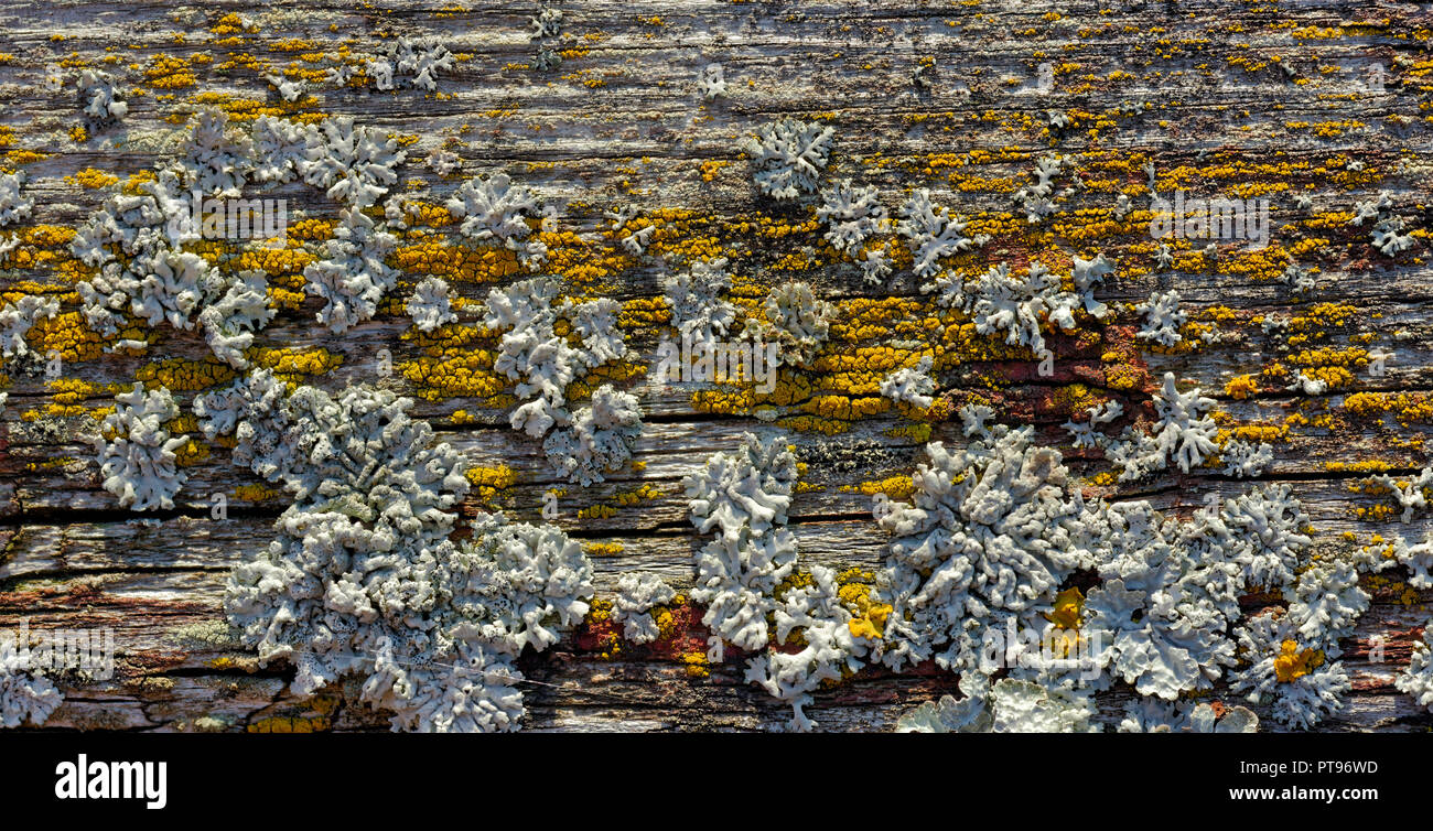 Backgrounds and textures: old cracked wooden plank covered with lichen and moss, nature abstract Stock Photo