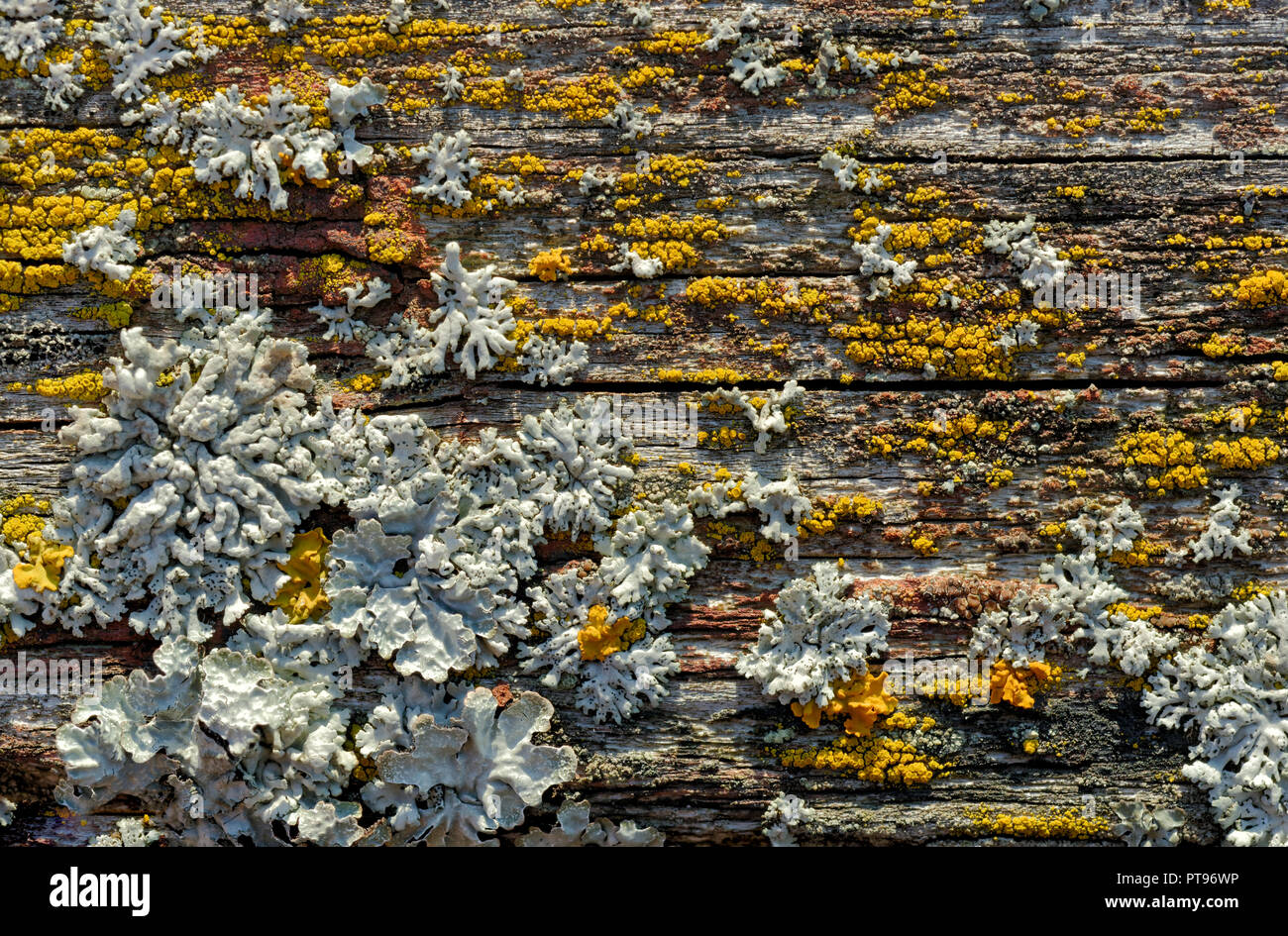 Backgrounds and textures: old cracked wooden plank covered with lichen and moss, nature abstract Stock Photo