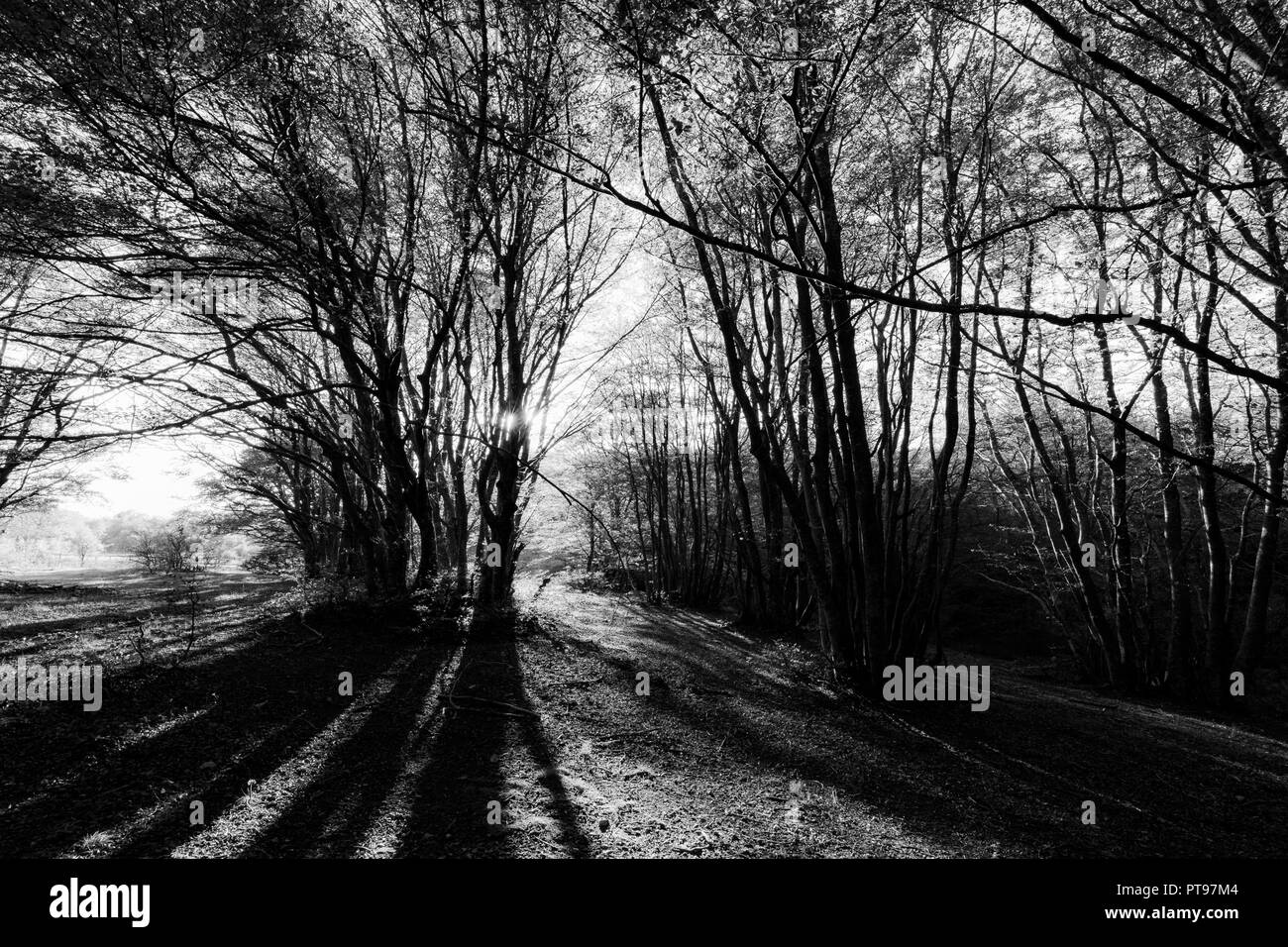 Beech trees in Canfaito forest (Marche, Italy) at sunset with long shadows Stock Photo