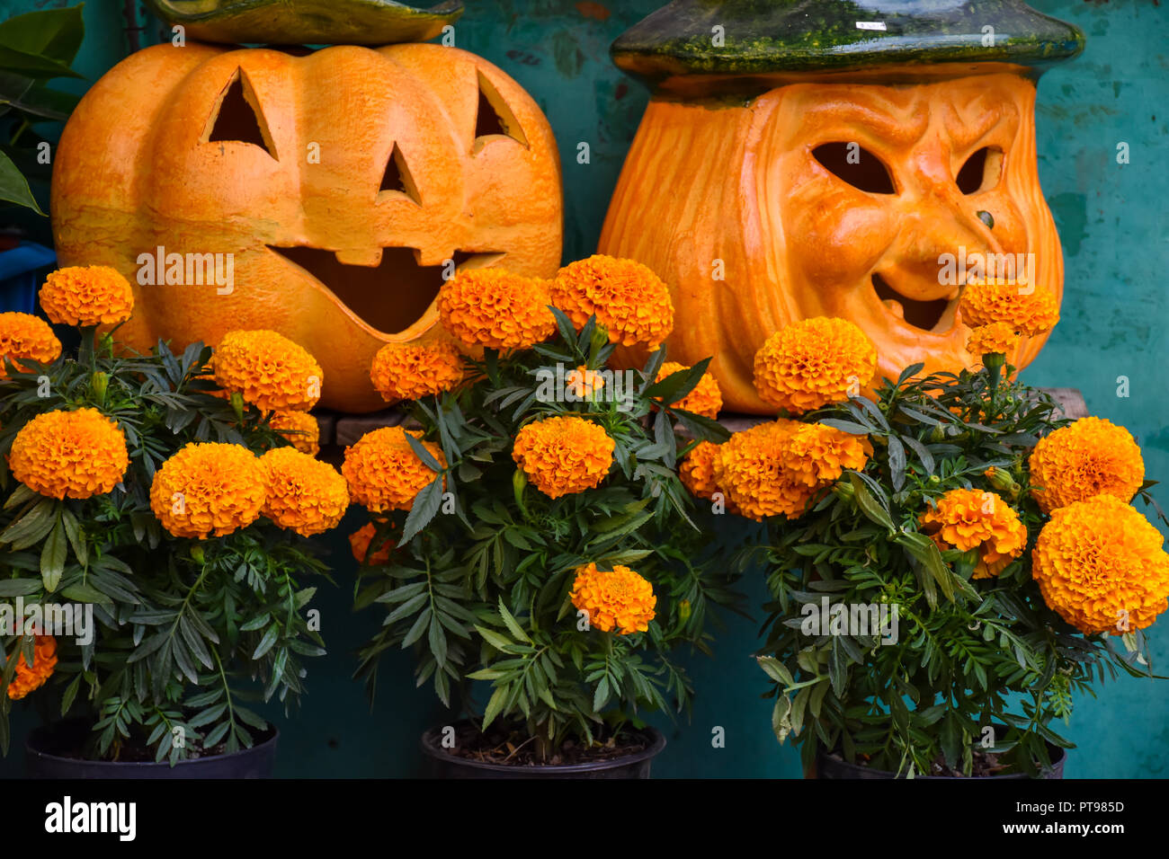 Halloween background pumpkins and orange flowers Stock Photo - Alamy