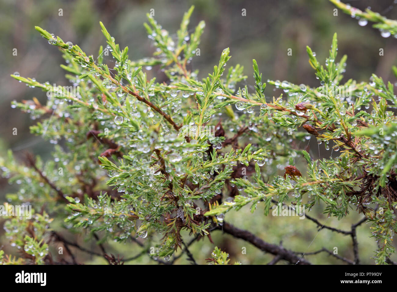 Flora of Cotopaxi volcano National Park Ecuador Stock Photo - Alamy