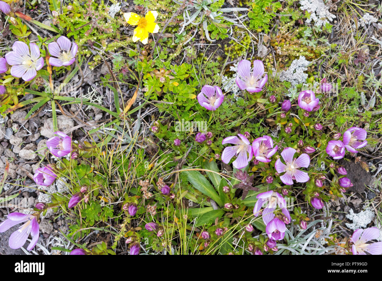 Flora of Cotopaxi volcano National Park Ecuador -gentian Stock Photo