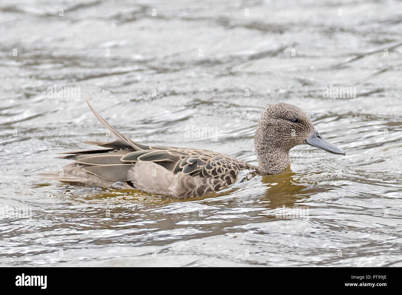 Andean Teal (Anas andium) Cotopaxi volcano National Park Stock Photo