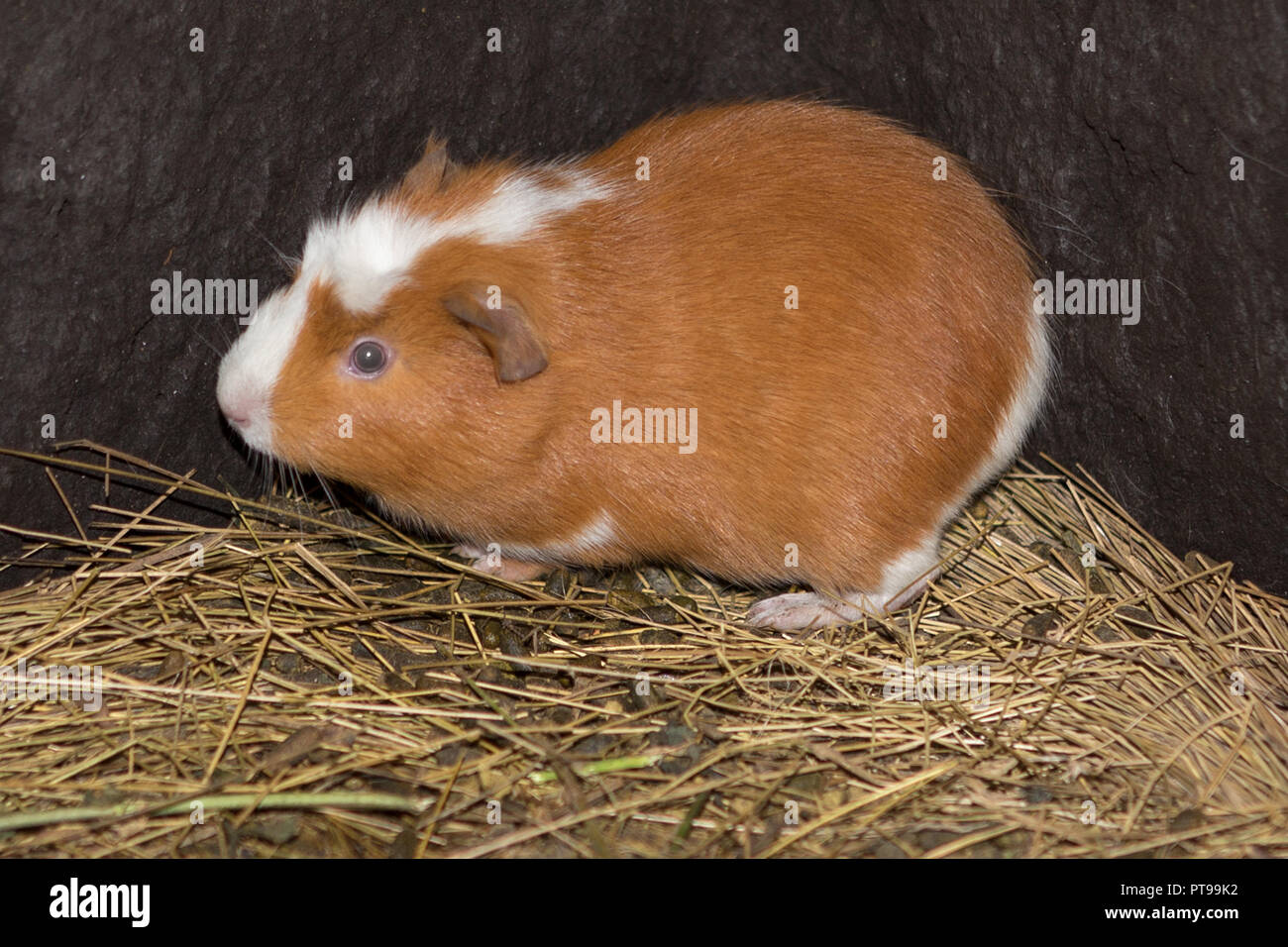 Guinea Pigs aka Cuy Urbina train station, Guinea pig farm,  Chimborazo, Ecuador Stock Photo