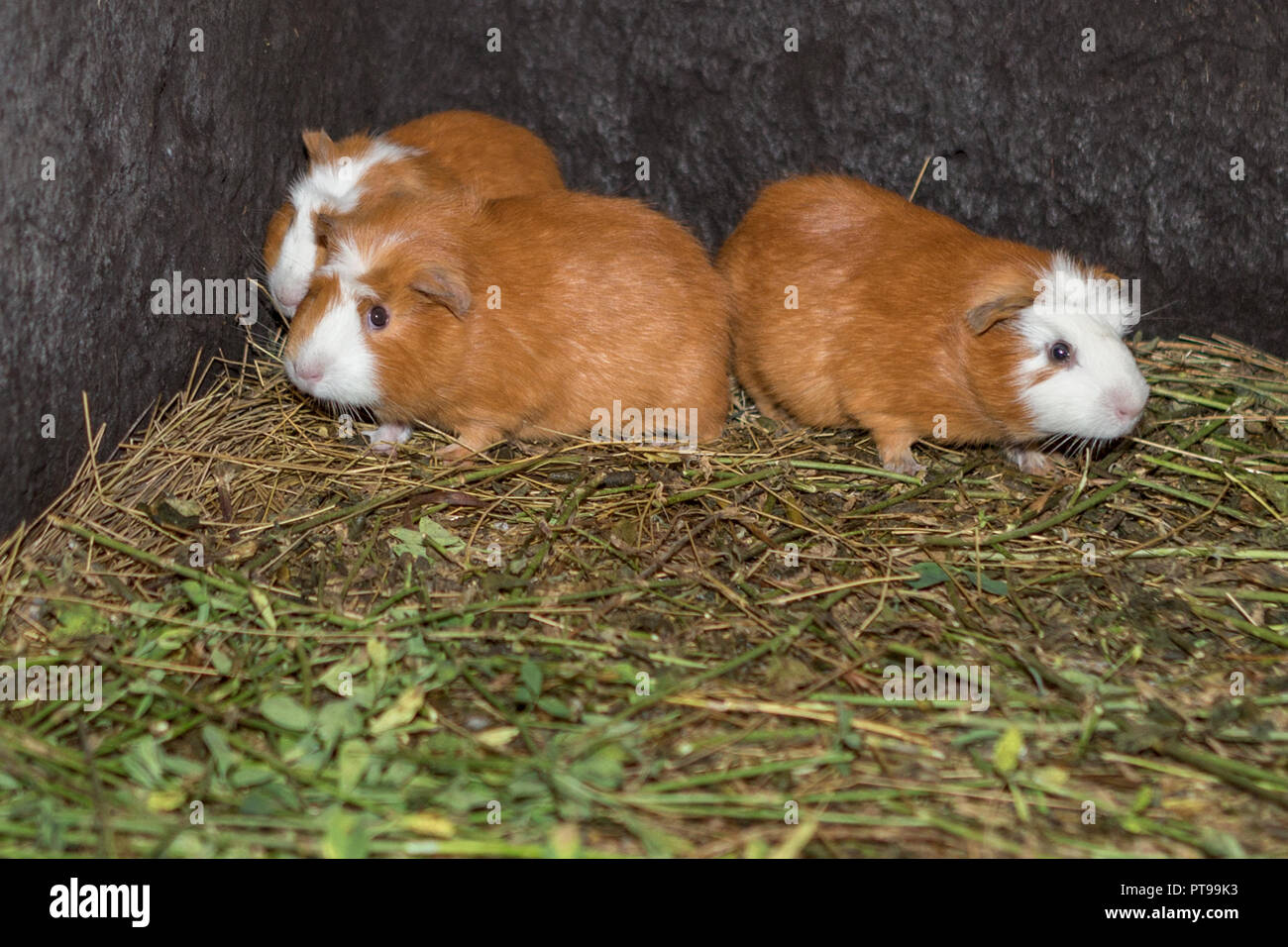 Guinea Pigs aka Cuy Urbina train station, Guinea pig farm,  Chimborazo, Ecuador Stock Photo
