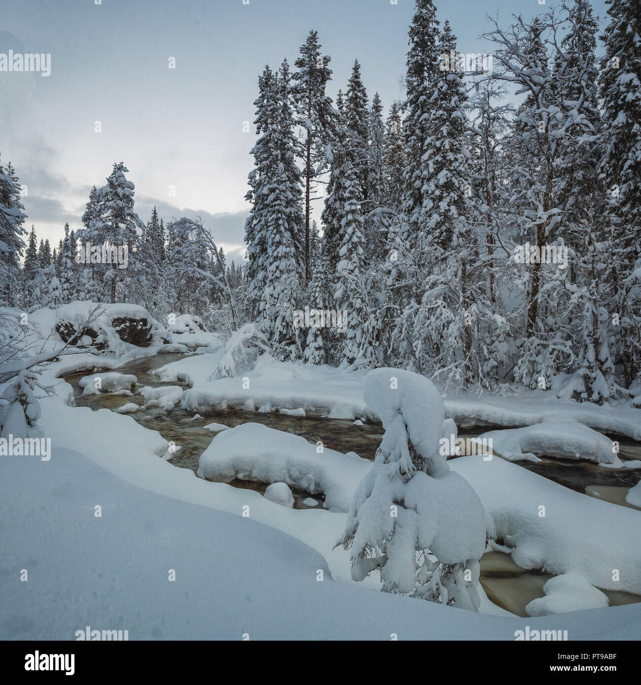 Fresh Snow cover on boreal forest near Heia, Grong area, northern Norway. Fantastic winter time. Stock Photo