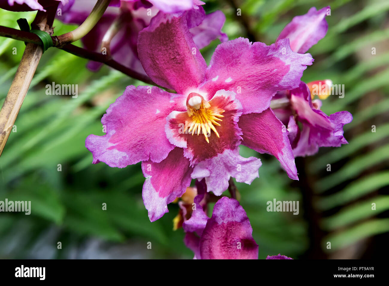 Cuenca ecuador flowers hires stock photography and images Alamy