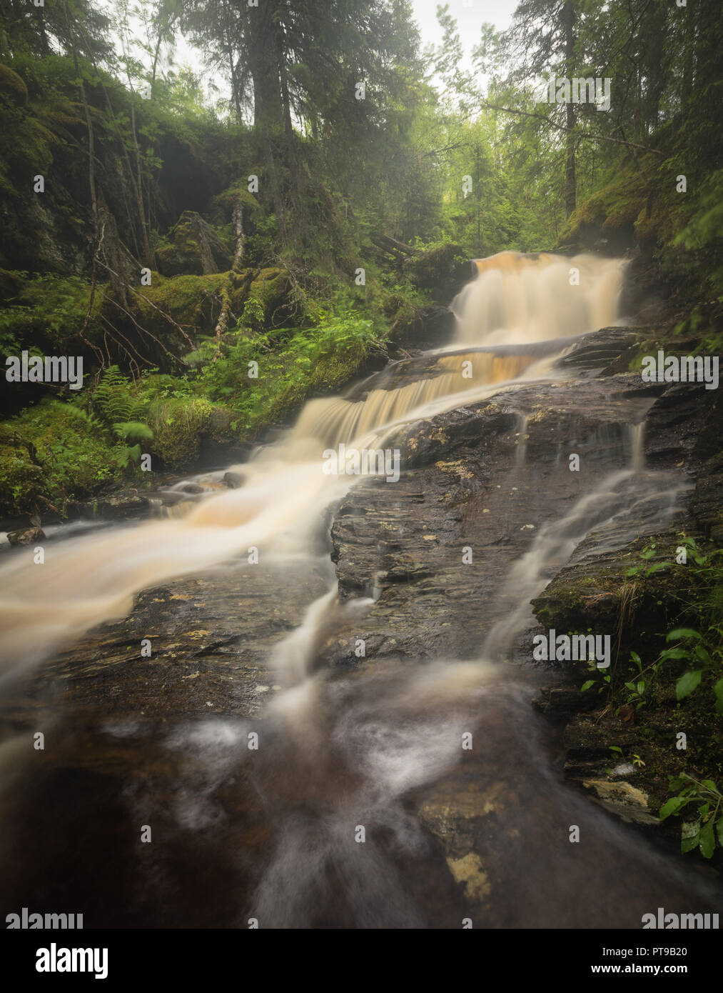 Forest stream after rainy days, green forest near Jonsvatnet lake, Trondheim area, Norway. Summer time. Stock Photo