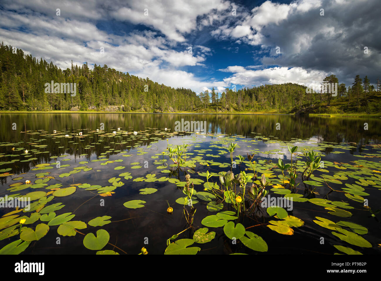 Small forest lake on the way to Jervfjellet mountain near Jonsvatnet lake, Trondheim area, Norway. Stock Photo