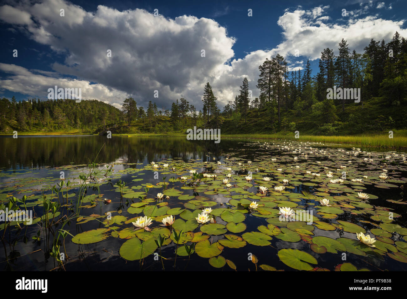 Small forest lake on the way to Jervfjellet mountain near Jonsvatnet lake, Trondheim area, Norway. Stock Photo