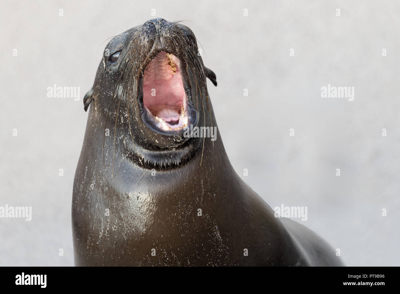 Sea lion yawning, promenade, Puerto Baquerizo Moreno, Playa de Oro, San Cristobal, Galapagos islands, Ecuador, Stock Photo