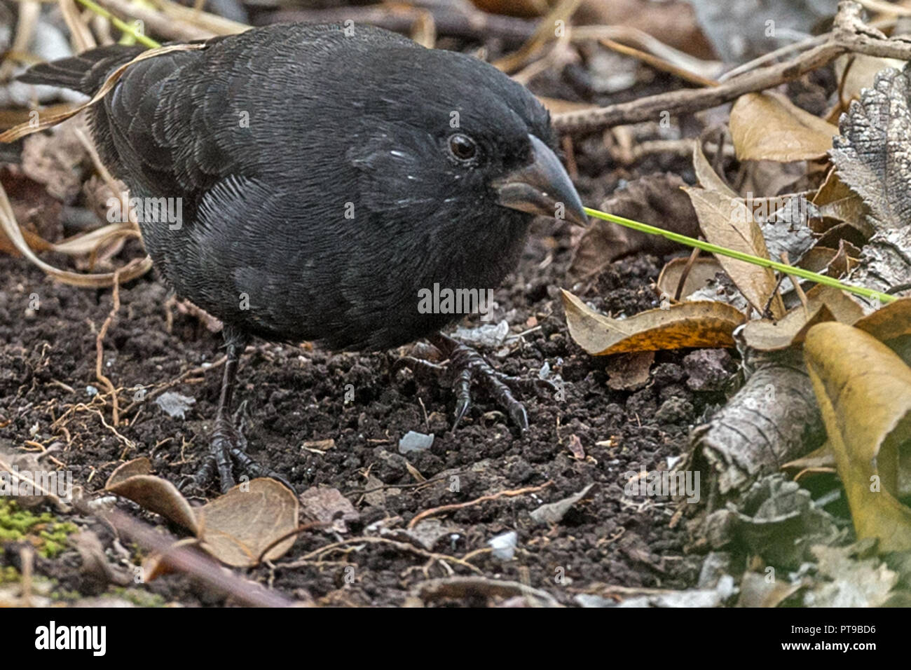 Male Ground-Finch, Darwin finch, La Galapaguera, San Cristobal Island, Galapagos Islands, Ecuador Stock Photo