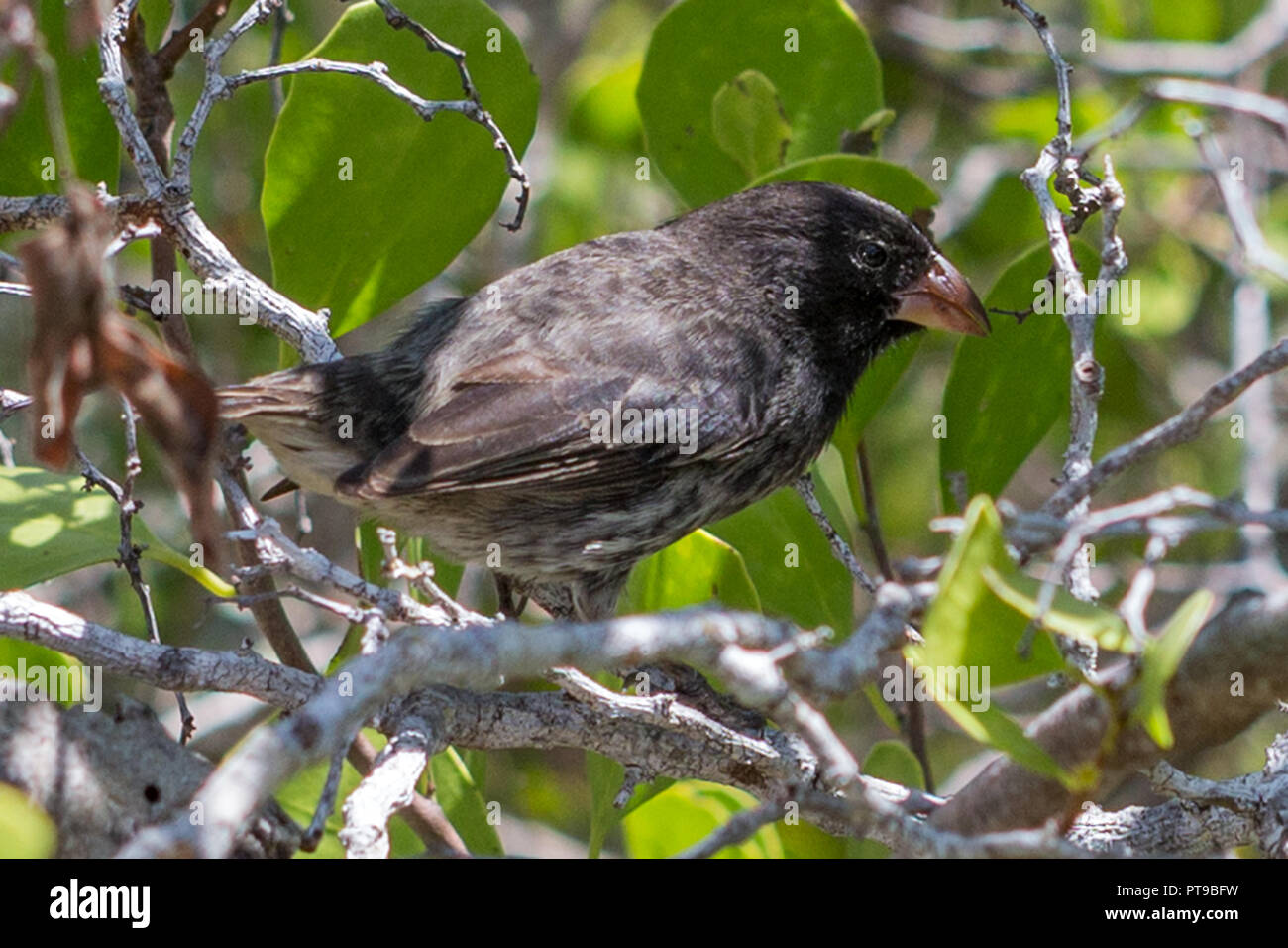 Male Ground-Finch, Darwin finch, La Galapaguera, San Cristobal Island, Galapagos Islands, Ecuador Stock Photo