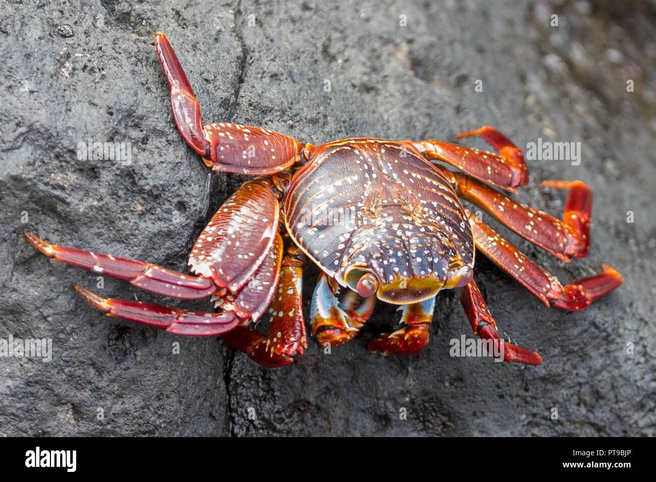 Sally Lightfoot Crab (Grapsus Grapsus) on volcanic rock, promenade, Puerto Baquerizo Moreno, Playa de los Marinos,  San Cristobal island, Galapagos is Stock Photo