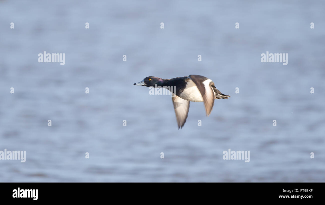 Wild UK tufted drake (Aythya fuligula) isolated in midair flight over water, heading left, wings downwards stroke. Flying male tufted duck. Stock Photo