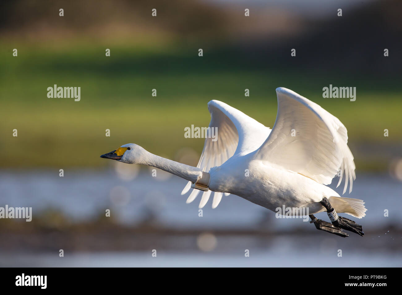 Side view close up of wild isolated UK Bewick's swan (Cygnus colombianus) GPS tracker fitted to bird neck, taking off over water, wings up in sun. Stock Photo