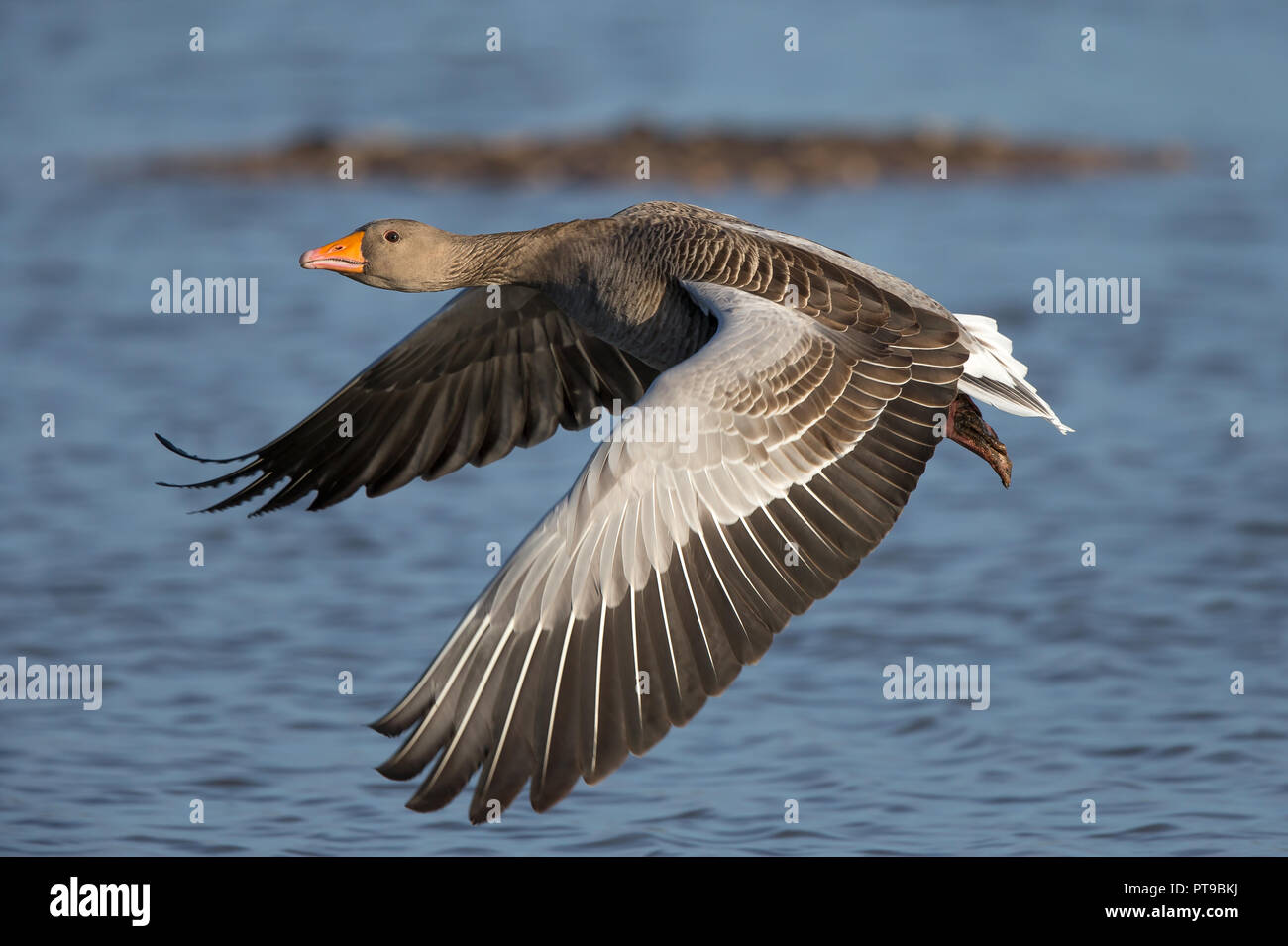 Close side view of wild UK greylag goose (Anser anser) isolated in flight, flying over water, wings spread displaying feathers in detail. Stock Photo