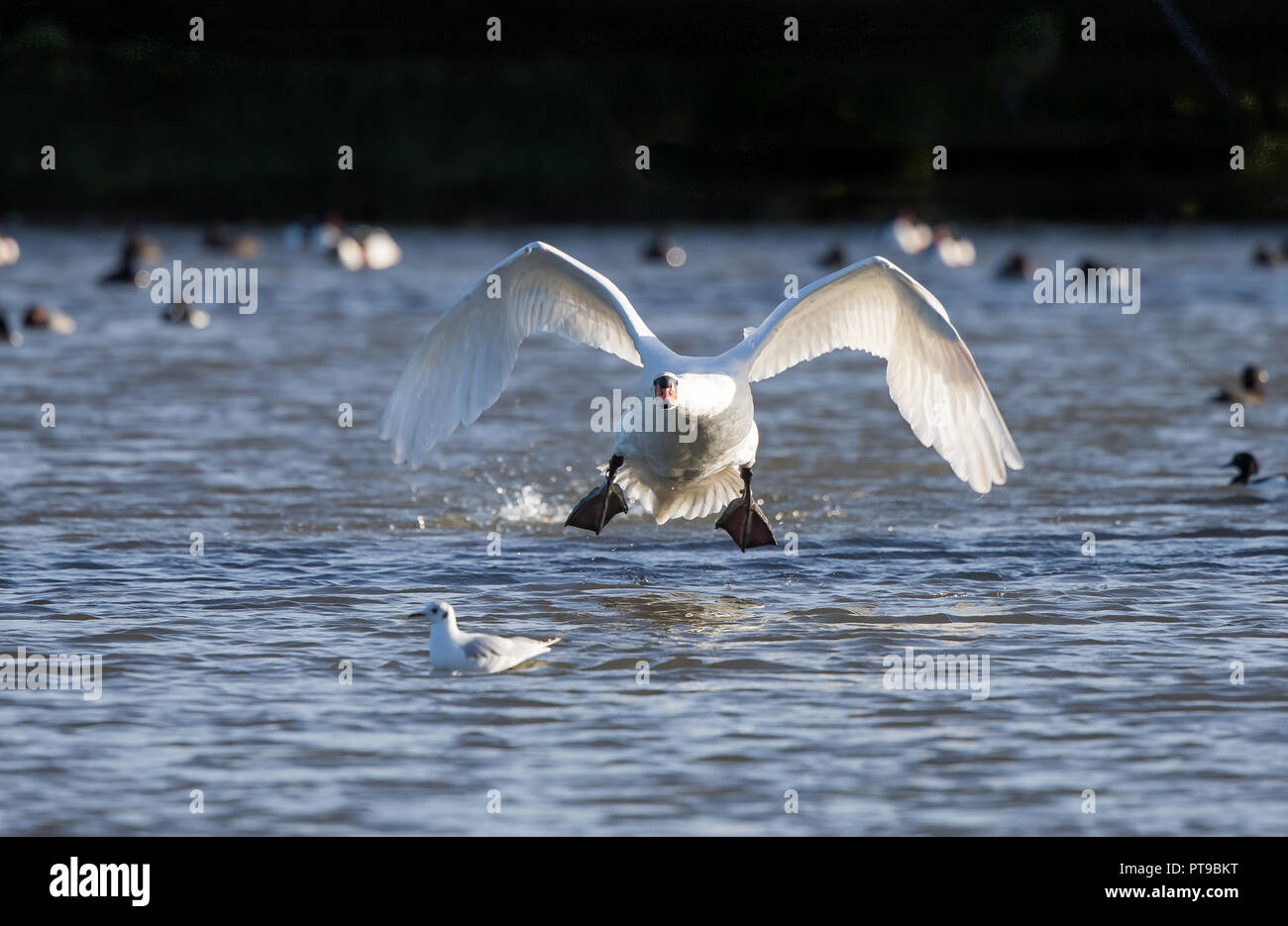Front view of wild, UK mute swan (Cygnus olor) taking off from water, launching into air, lifting off, wings spread catching sunlight. Stock Photo